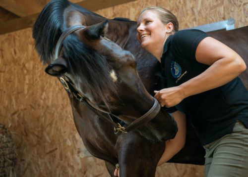 treat stretching exercises with horse